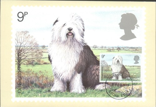 Old english sheepdog peter - old,