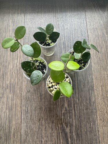 Hoya mathilde splash - hoya,