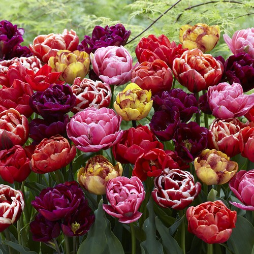 Tulip springtime doubles mix - springtime,