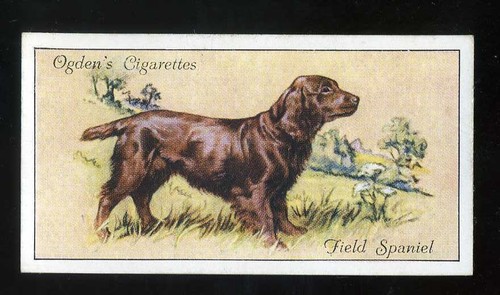 1936 ogdens dogs field - dogs,