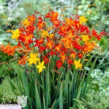 Crocosmia Red Hot Mix 20