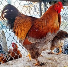 Blue Partridge Brahma Hatching