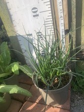 Kniphofia Lemon Popsicle 2 Litre proper plants