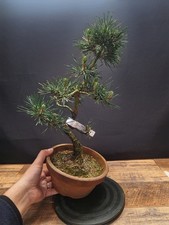 Cork Bark Japanese black pine
