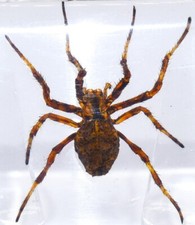 38mm Real Wolf Spider in Clear