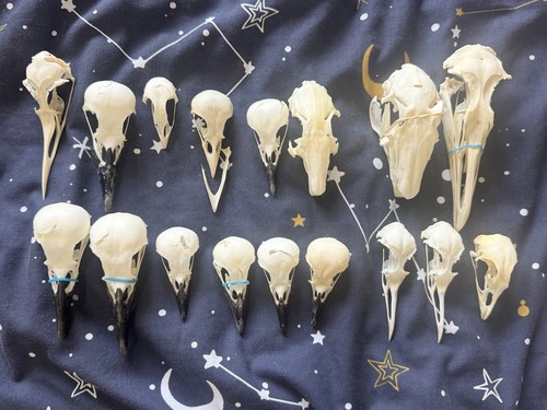 Huge skull bundle taxidermy - huge,