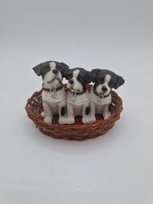 Jack Russell Terrier Puppies