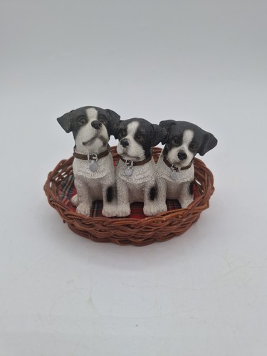 Jack russell terrier - jack,