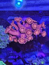  Goniopora Coral wysiwyg 