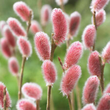 Salix Hardy Shrub Bushy Garden