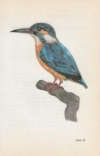 Vintage bird print, book