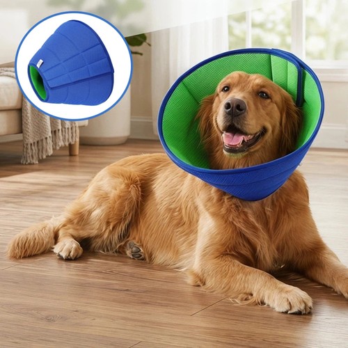 Dogs elizabethan recovery - dogs,