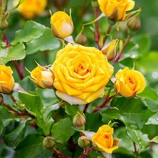 Rose Plant