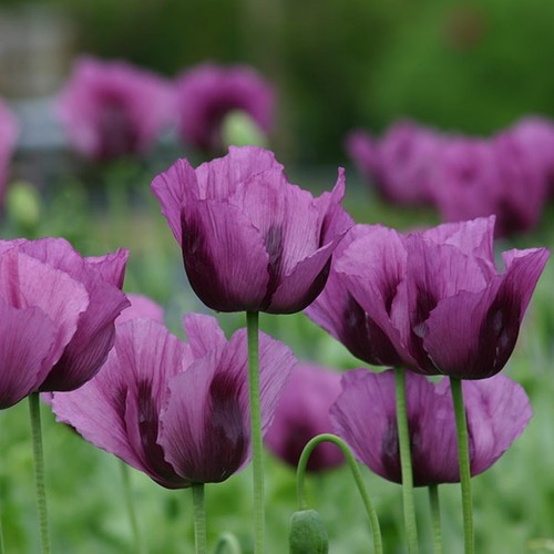 Poppy papaver hungarian - poppy,
