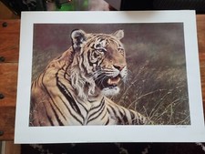 Royal Bengal Tiger Alan M Hunt