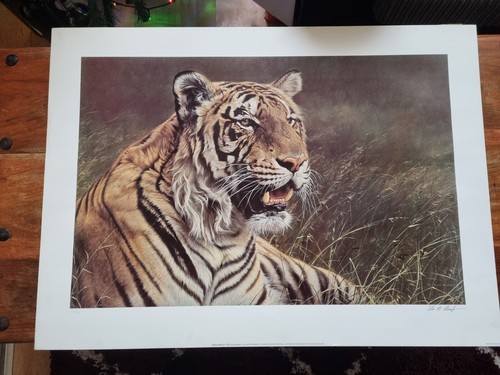 Royal bengal tiger alan - bengal, m