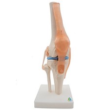 Anatomical Knee Joint Skeleton