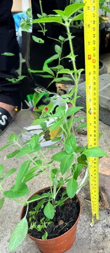 Tulsi holy basil plant - plant,,