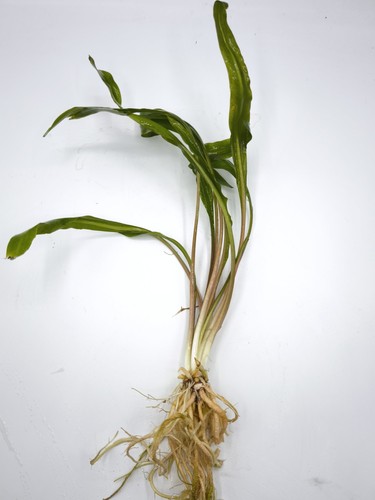 Cryptocoryne retrospiralis - , –