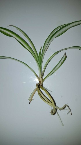 Green white spider - 🌱1,