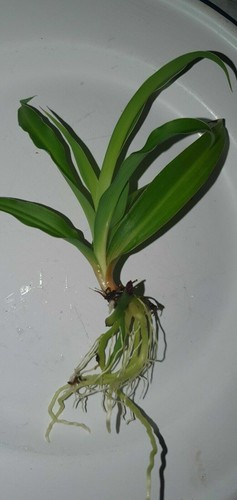 Baby green spider - 🌱2x,