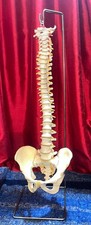 Anatomical Skeleton Model Life-Size Spinal Cord