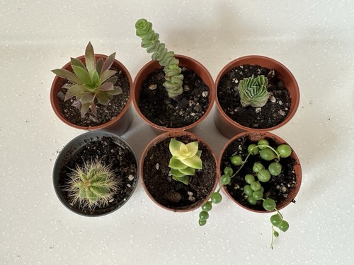 Cacti and succulent - and,