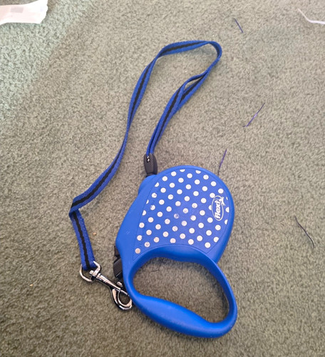Flexi blue retractable - blue, dog