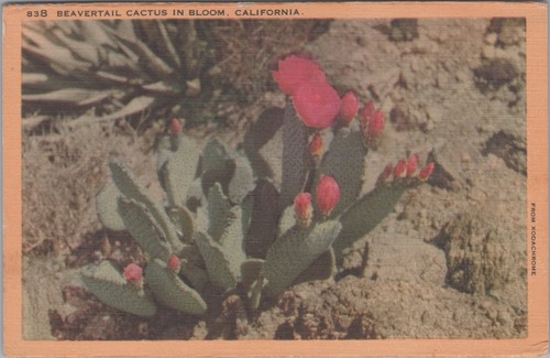 Beavertail cactus bloom - beavertail, in