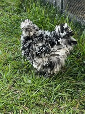 12 Silkie, Satin, Frizzle