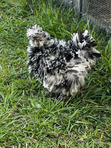 Silkie satin frizzle - 12, satin,