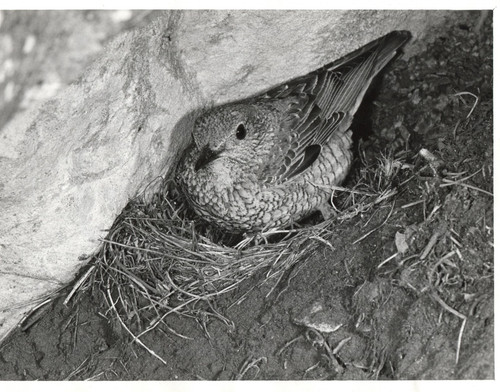 Rock thrush monticola - rock,