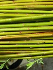 50 extra large 45cm super fast growing willow cuttings,hedge,biomass,trees,logs