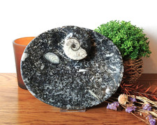 Goniatite Ammonite Orthoceras Fossil Oval Dish Polished Marble 170 x 140mm 6.5"