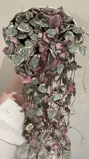 Ceropegia Woodii 'String of Hearts' Variegated House Plant 14cm Pot