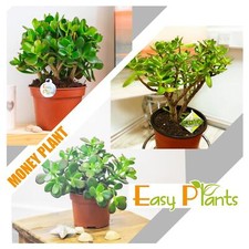Money Plant @ Pot Friendship