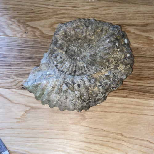 Fossilized ammonite please - please, see