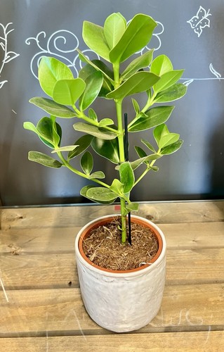 Clusia rosea princess plant - rosea,