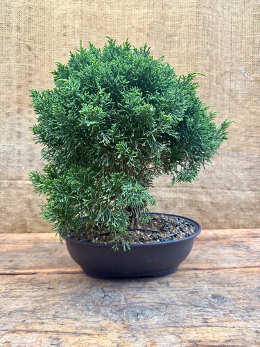 Kishu juniper bonsai - kishu,