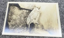 RPPC Taxidermy Owl Unposted