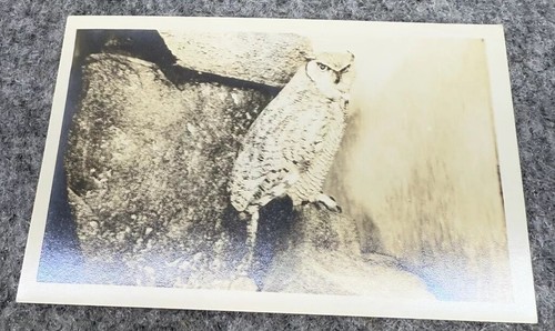 Rppc taxidermy owl unposted - rppc,