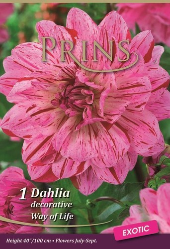 Dahlia bulb tuber dinner plate - dahlia,