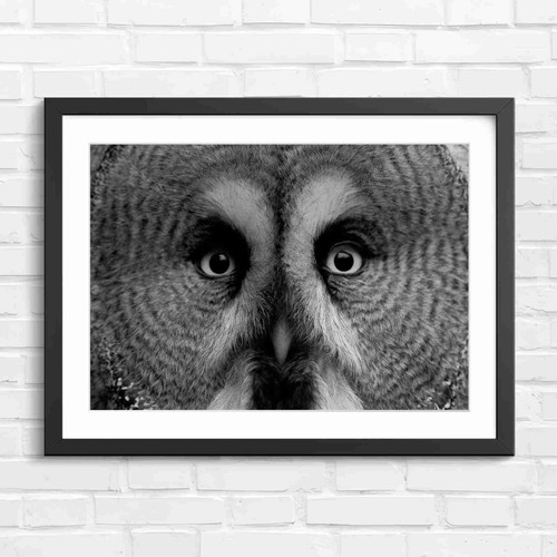 Intense owl portrait black - portrait,