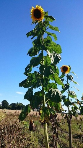 Plant untill mid july - mid, july.grow