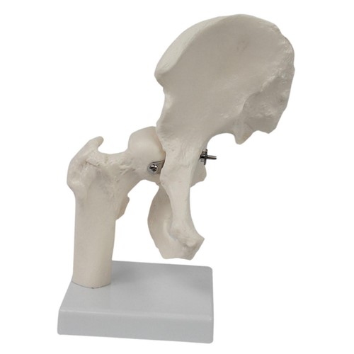Human hip joint - hip,