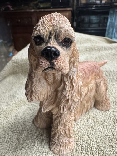 American cocker spaniel - american,