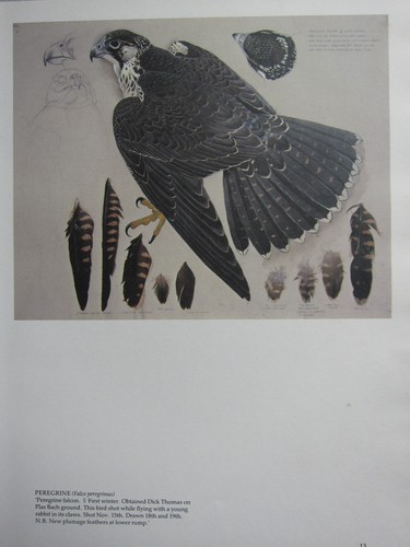 Beautiful tunnicliffe bird - beautiful,