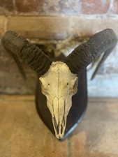 Taxidermy Mountain Goat Horns And Skull Mounted To Wooden Quality Frame 