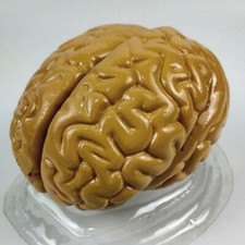 Life Size Human Brain Model for Kids Education Teaching Tools Lab Supplies