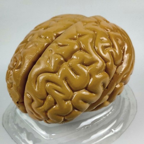 Life size human brain - size, model